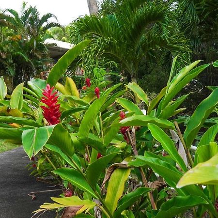 Color Garden - Studio Martinique سانت آن المظهر الخارجي الصورة